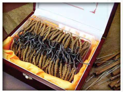 浪卡子冬虫夏草回收